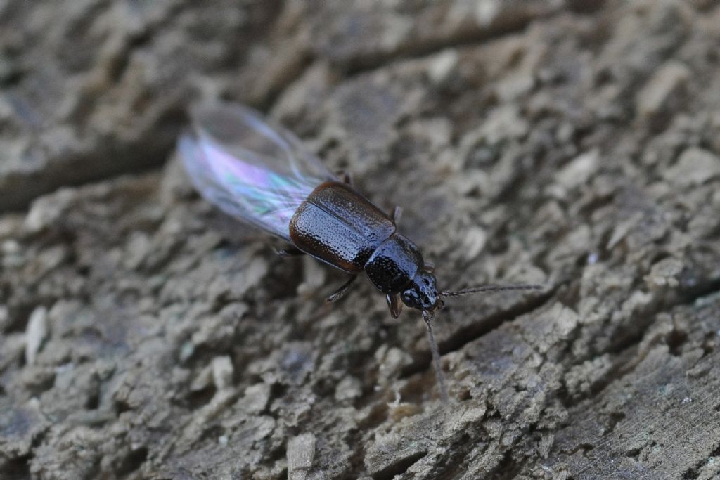 Staphylinidae Omaliinae da identificare